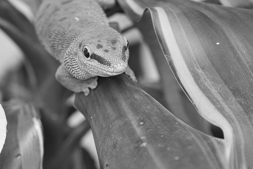 Noir et blanc, gecko sur une feuille. par Martin Köbsch