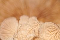 Mushrooms