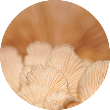 Mushrooms van Monique Simons