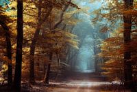 Looks Like Fall.