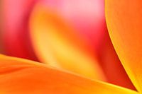 Flammende Farben in einer Tulpe