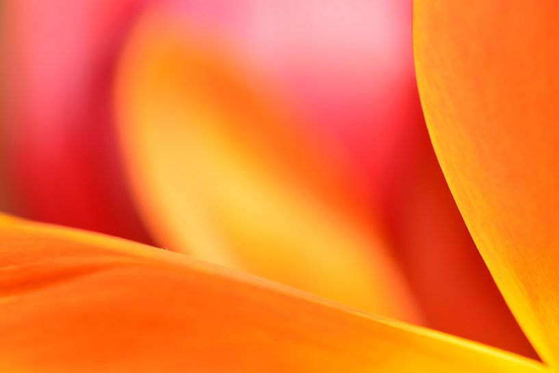 Flammende Farben in einer Tulpe von Gonnie van de Schans