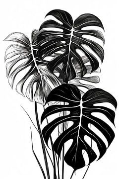 Monstera leaves black and white illustration by Color Square