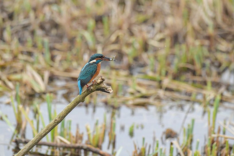 Ijsvogel met visje van Shirley Douwstra