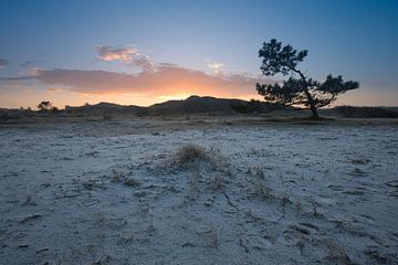 Baum in den Dünen von peterheinspictures