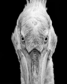 This pelican has a very intense gaze by Patrick van Bakkum