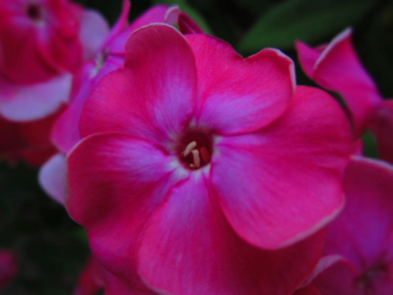 De roze bloem in de achtertuin von Veluws