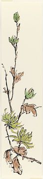 Autumn II - Mint Chrysanthemum, Chris Paschke by Wild Apple