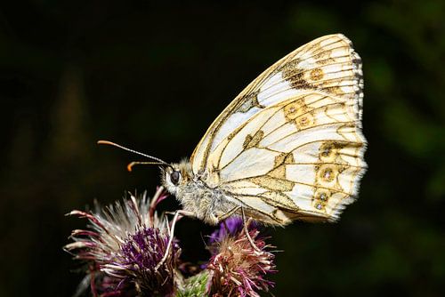 Een witte vlinder in zijn natuurlijke omgeving