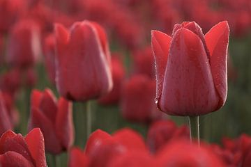 Soft Red by Eefje John