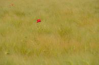 Klaproos in korenveld van Moetwil en van Dijk - Fotografie thumbnail