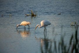 Der weiße Reiher zusammen mit dem Löffler bei der Nahrungssuche.