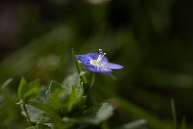 Il faut rendre à César ce qui appartient à César, mais s'attribuer un prix d'honneur,... par Erwin van Eekhout