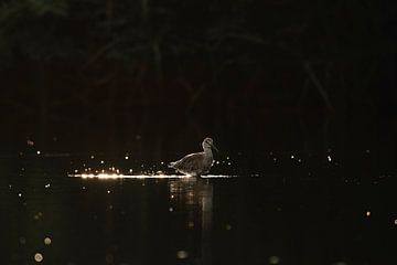 Éblouissement au crépuscule - Lumière du soir sur le rivage - oiseau sur Femke Ketelaar