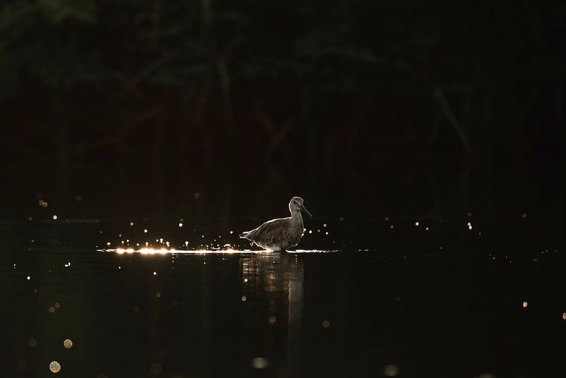 Glare at dusk - Evening light on the shore - bird by Femke Ketelaar