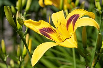 Daglelie, Hemerocallis van Alexander Ludwig