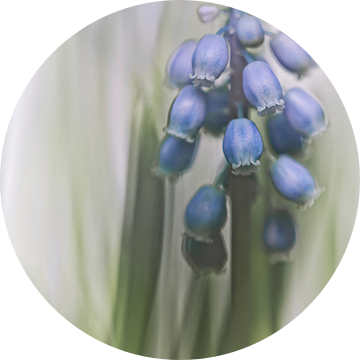 Grape Hyacinth VII (bloem, blauwe druifjes) van Bob Daalder