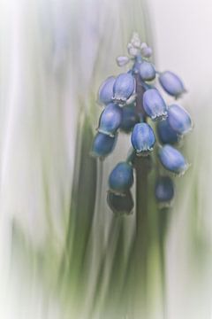 Traubenhyazinthe VII (Blüte, blaue Trauben) von Bob Daalder