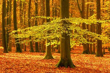 Zonnig bos tijdens een mooie mistige herfstdag van Sjoerd van der Wal Fotografie