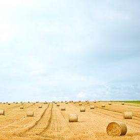 Picturesque agricultural landscape by AS Photography