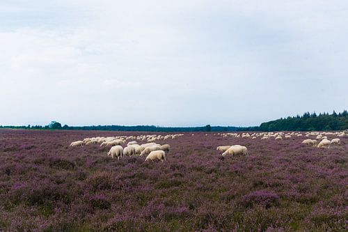 Schaapskudde op bloeiende heide 03