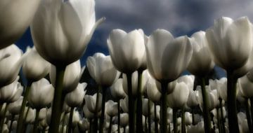 Tulipa dark skies van Henk Miedema
