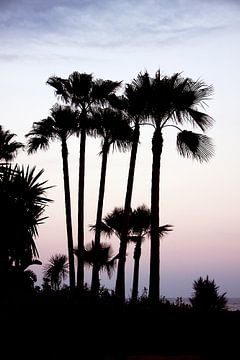 palmtrees van Nienke Stegeman