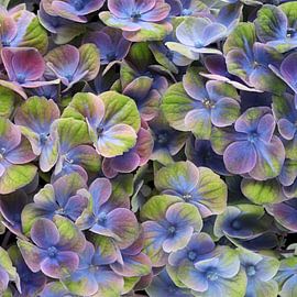 Hydrangea (Hydrangea) by Paul Heijmink