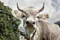 Vache à nez haut par kuh-bilder.de Aperçu