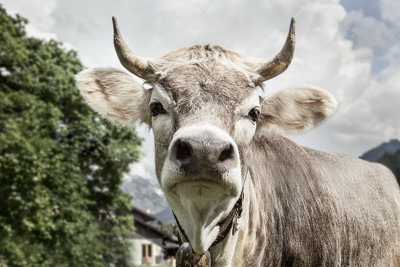 Vache à nez haut par kuh-bilder.de