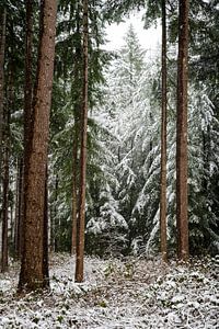 Winter wonderland
