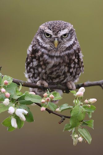 Steenuil (Athene noctua)