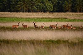 Flock of red deer with young by Albert Rap