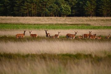Flock of red deer with young