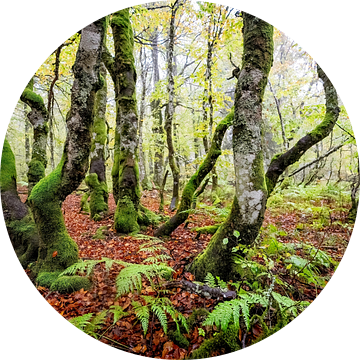 Grillig beukenbos II