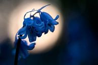 Blauwe, wilde hyacint van Gonnie van de Schans thumbnail