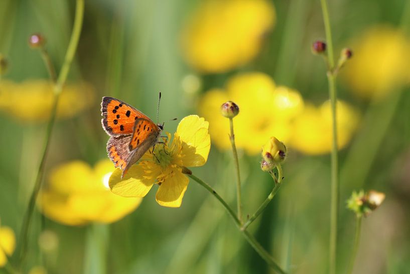 Butterfly on flower by Rick Kroeze