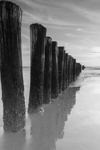 Mastenreihe an der Nordseeküste bei Schoorl, schwarz-weiß