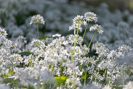 Tapijt van witte wilde knoflookbloemen van Imladris Images