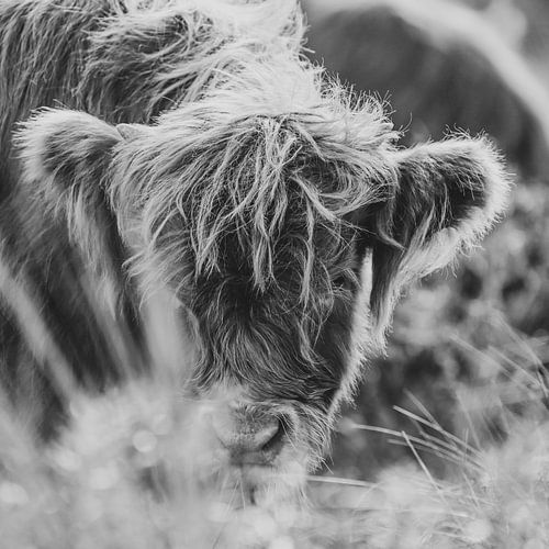 Schotse hooglander