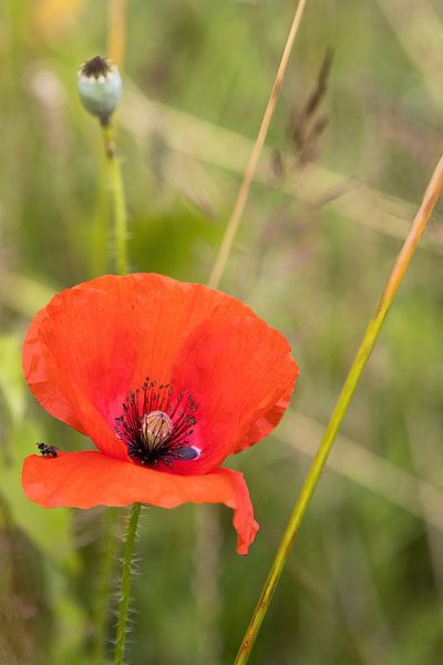 Mohn mit Fliege von rene marcel originals
