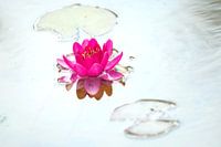Waterlelie in pink