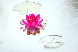 Water lily in pink by John Dekker
