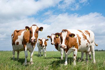 rood bonte koeien in een weiland kijken recht in de camera van anton havelaar