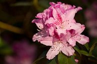 Pink Rhodondendron in the evening light by Romy Smink thumbnail