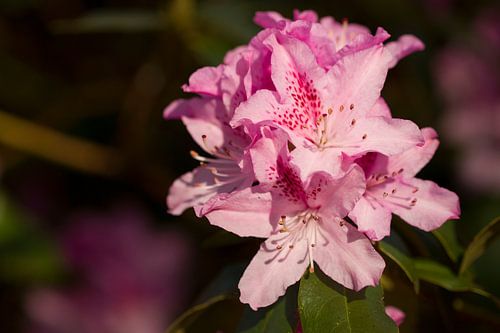 Rhodondendron rose dans la lumière du soir