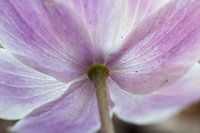 Blüte eines Buschwindröschens (Anemonoides nemorosa)