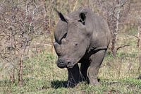 Breitmaulnashorn