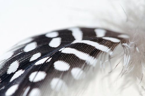 Featherlight feather black white