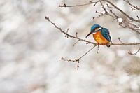 Eisvogel im Schnee